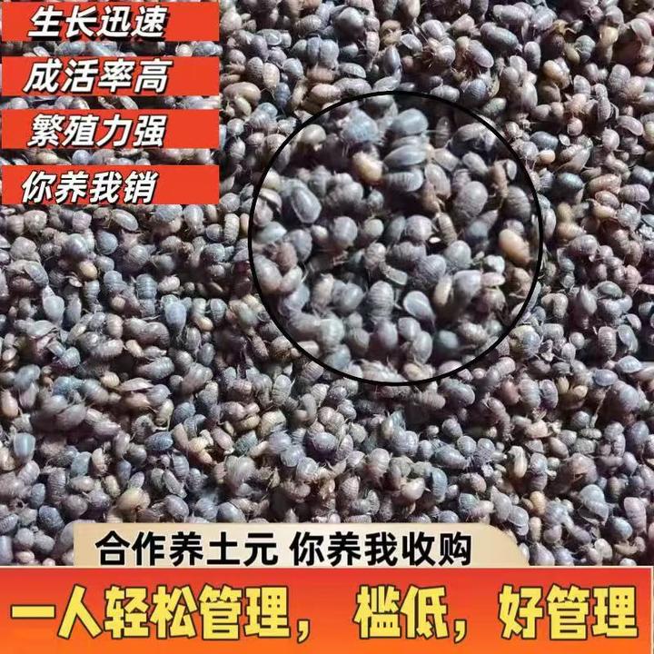 土元幼苗生长周期短三个月左右成活率高容易饲养包活到家