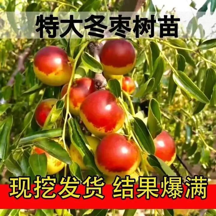 优质嫁接 冰糖大枣 冬枣  红丹脆枣 当年结果南方北方都可种植