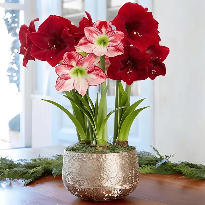 荷兰进口特大花重瓣朱顶红种球植物庭院阳台盆栽花卉四季开花植物