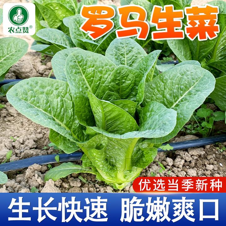 罗马生菜种子 可生吃四季夏季阳台盆栽庭院简单种植耐热蔬菜清香