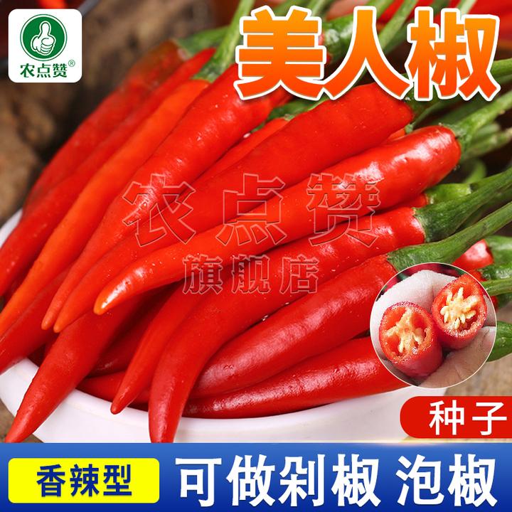 【美人椒种子正】 香辣摘不败辣椒干鲜辣椒两用阳台种植蔬菜种子