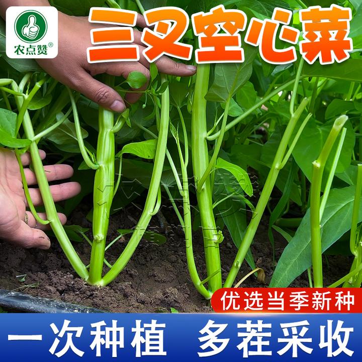 三叉空心菜种子空心菜青梗空心菜通心菜四季阳台盆栽蔬菜子