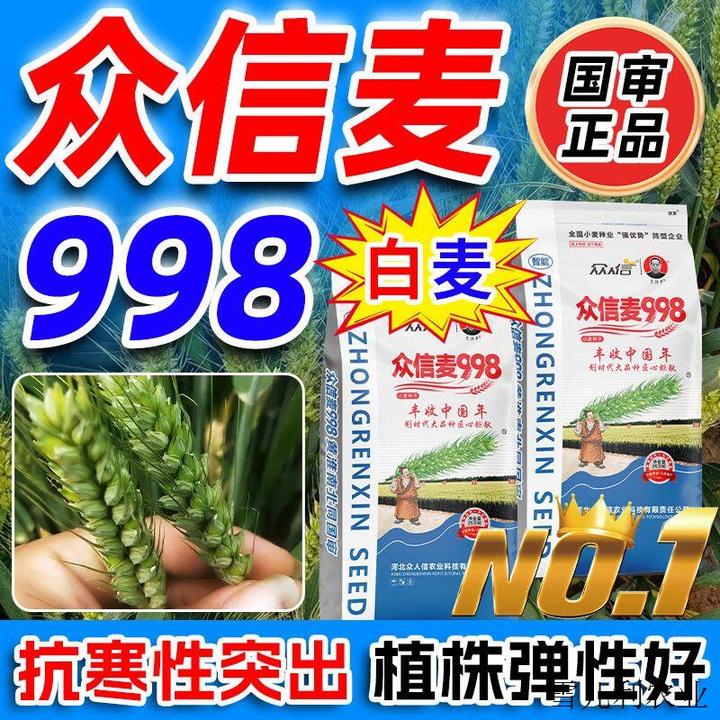 众信麦998小麦种子原种高产矮杆抗倒抗冻抗病农科院雨前麦冬小麦