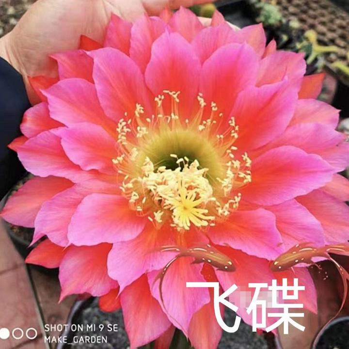 仙人球 毛花柱飞碟 任意两单包邮