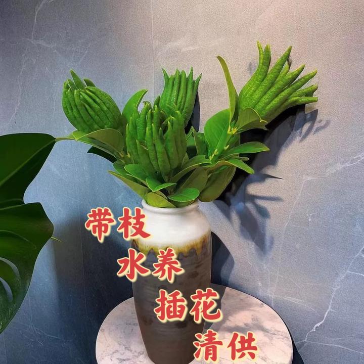 金华佛手新鲜现采水培水养观赏青供