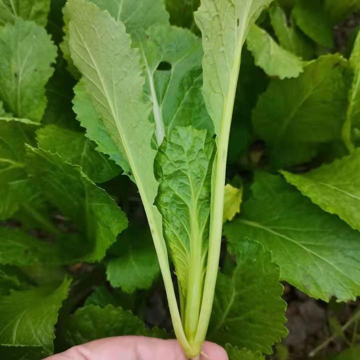 汉州鲜四川盖菜挂菜小青菜现采现发新鲜蔬菜青梗做酸菜农家芥菜
