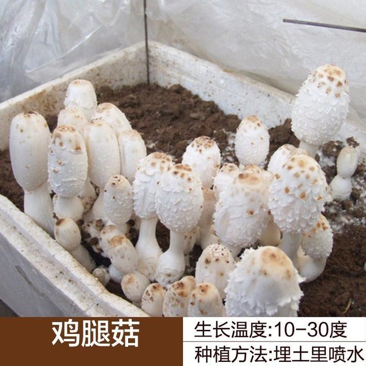 野生鸡腿菇新鲜菌种家种阳台室内易种植菌包