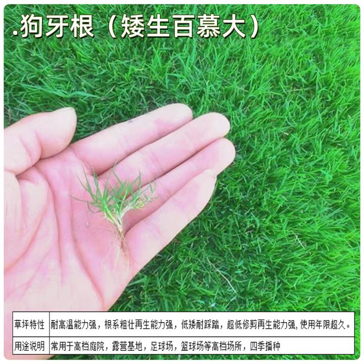剪股颖狗牙根百慕大草坪草籽四季常青免修剪地毯草庭院绿化护坡