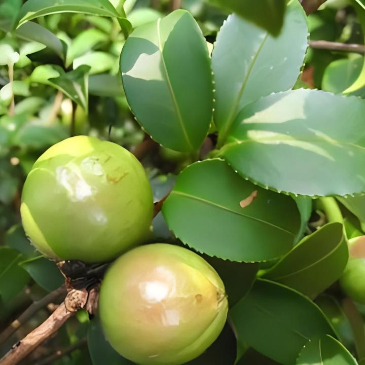 顺丰速运金珠子香花油茶苗20棵高产油茶树茶油子苗座果多成活率高