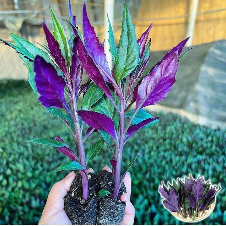 广西紫背菜苗紫背天葵种苗带土观音菜秧苗血皮菜苗盆栽地栽菜苗