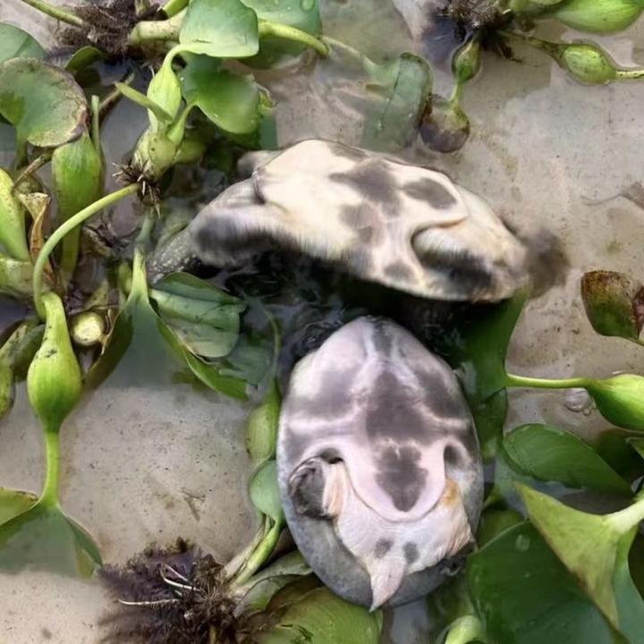 1-5两大甲鱼苗鲜活包邮外塘养殖中华鳖水鱼团鱼鳖苗包活网红同款