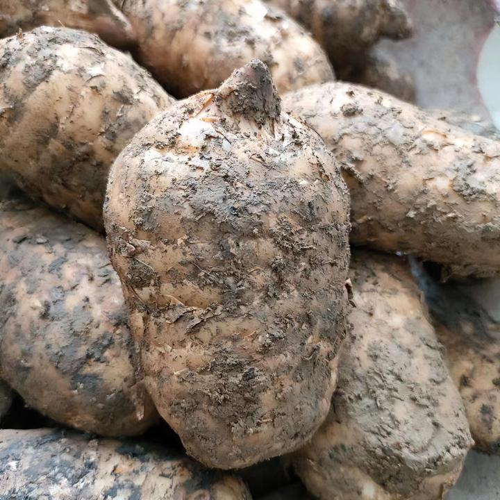 新鲜湿乌天麻云南昭通彝良小草坝活天麻煲汤泡酒炖肉一斤三斤五斤