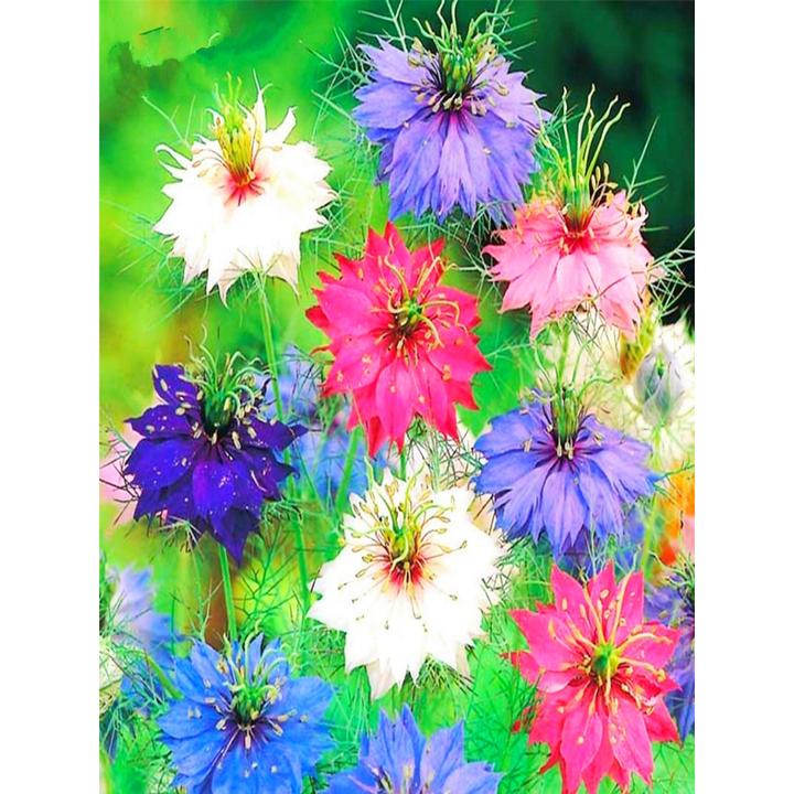 花种子黑种草花种籽夏秋开花室内外易种阳台盆栽植物庭院花卉种孑