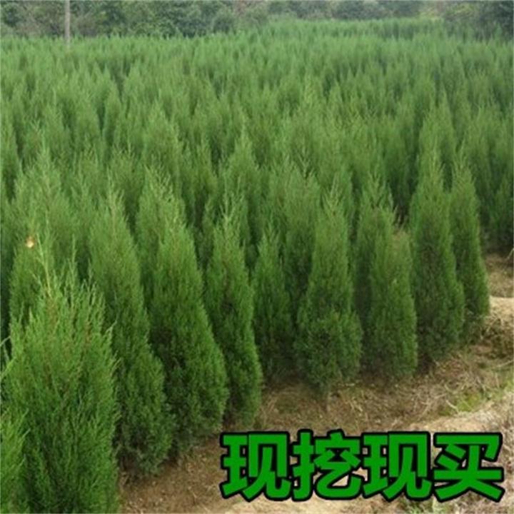 松类桧柏树苗盆栽地栽均可种植南方北方均可种植