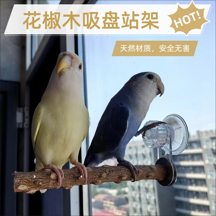 鹦鹉花椒木吸盘站架子站杠站棍磨爪玄凤虎皮专用鸟用墙面玻璃鹦鹉