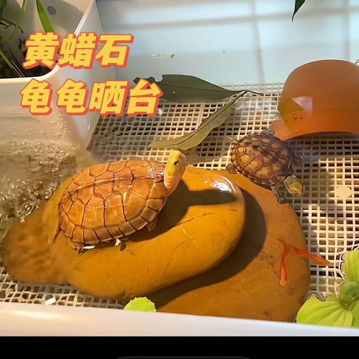 【福利款】天然黄蜡石乌龟发色小青晒台盆景石鱼缸花盆造景石