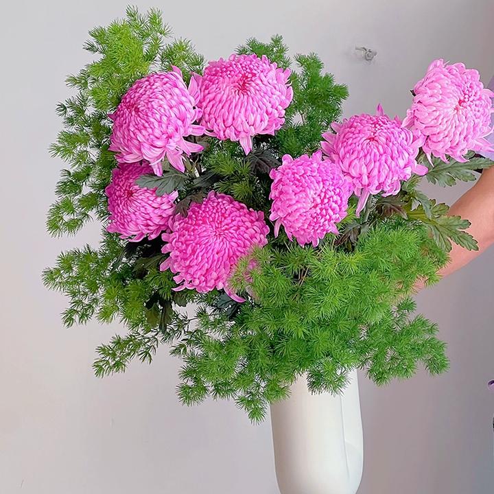 【牡丹菊】沈阳晓全花行人间富贵花牡丹菊多色东北鲜花
