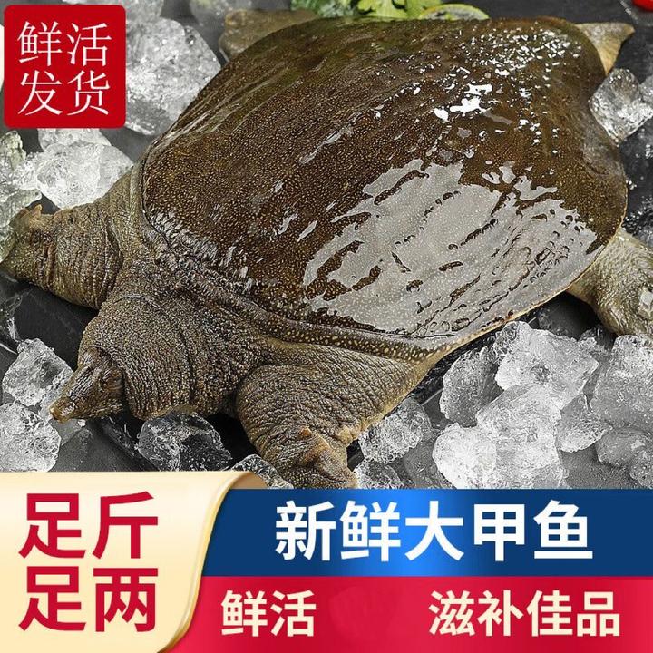 【江西南丰】甲鱼放养青黄背鲜活王八活体团鱼老鳖水鱼农村大甲鱼