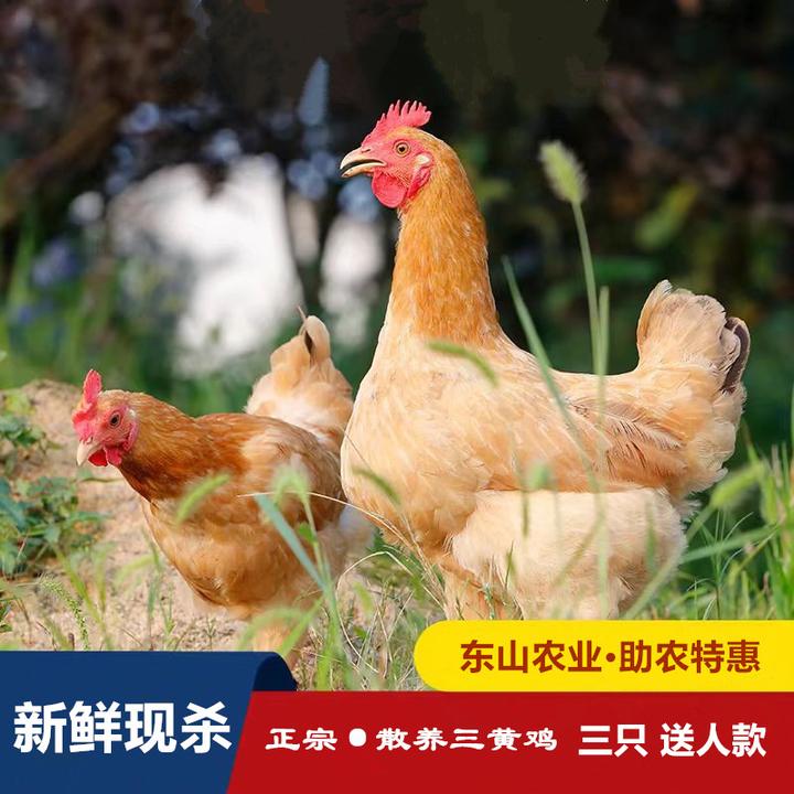 正宗散养三黄鸡农家老母鸡走地鸡土鸡笨鸡新鲜现杀草鸡月子鸡三只