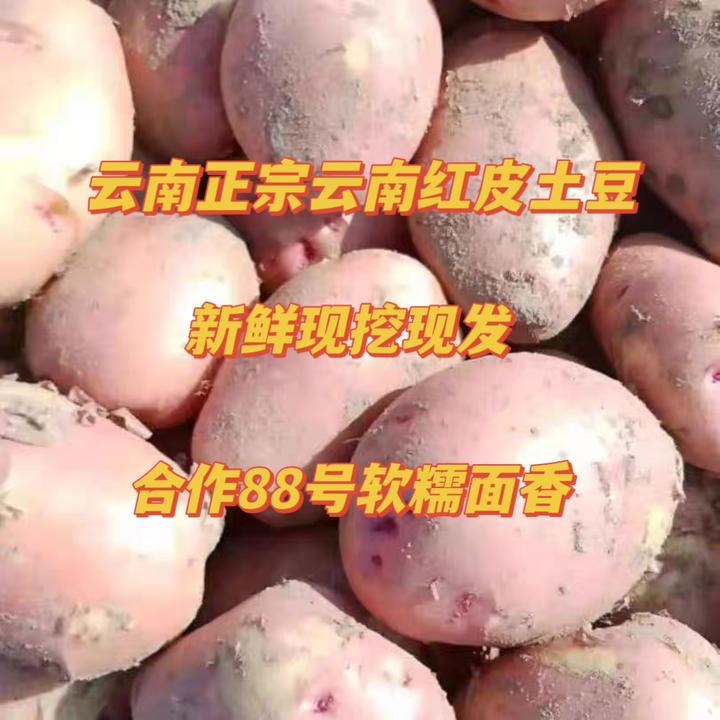云南红皮黄心土豆粉糯洋芋马铃薯新鲜蔬菜合作88号