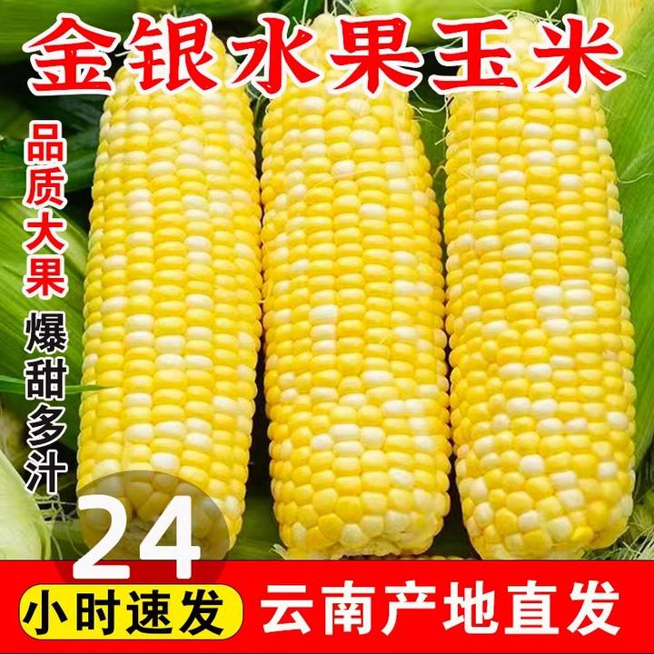 云南水果玉米新鲜金银甜玉米现摘生吃糯包谷棒子即食农家蔬菜包邮