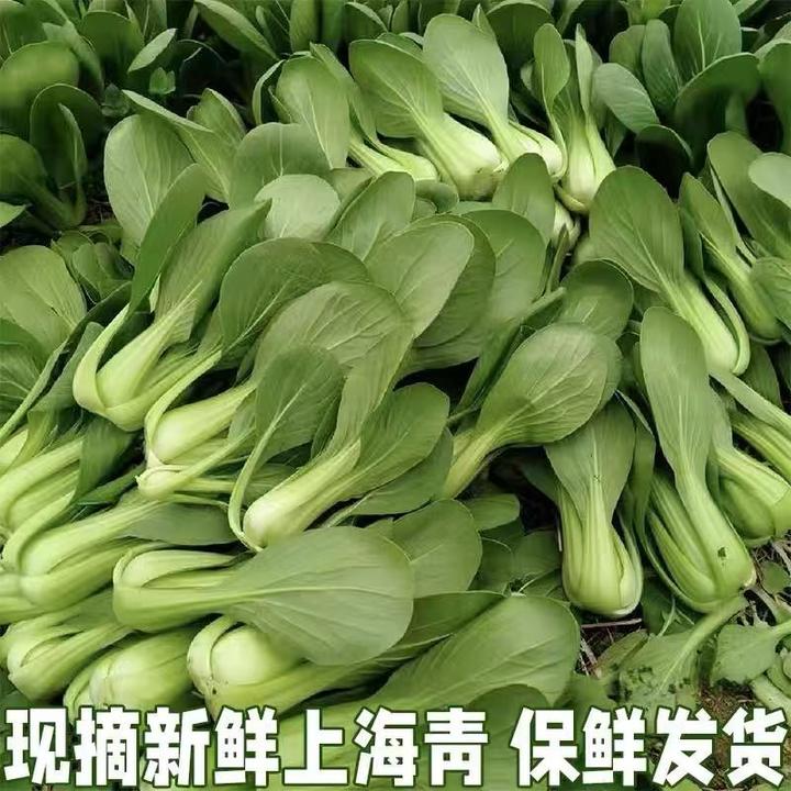 3斤/上海青新鲜蔬菜小油菜现采现发小青菜四季青农家蔬菜火锅涮菜