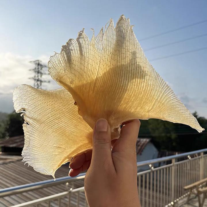 深海浦鱼海狗刺煲汤食材海产干货