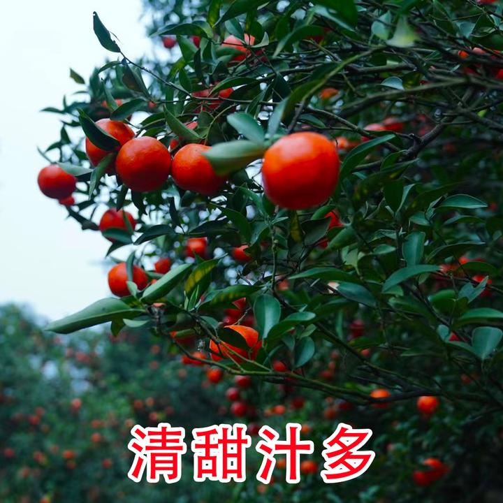 川红橘万州古红橘重庆特产红橘陈皮桔新鲜水果新鲜水果生鲜川陈皮