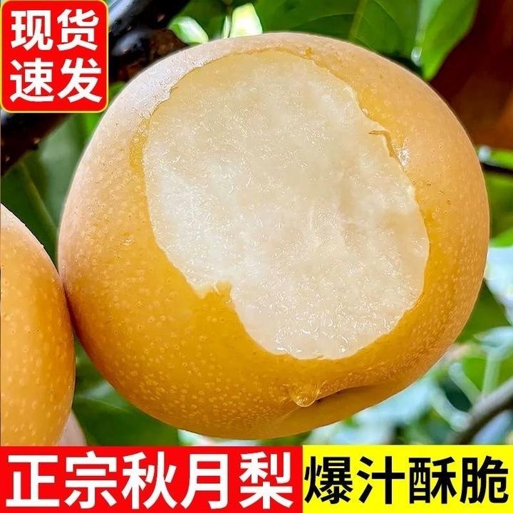 山东正宗秋月梨当季新鲜水果脆甜多汁皮薄肉厚梨丰水秋月山东特产