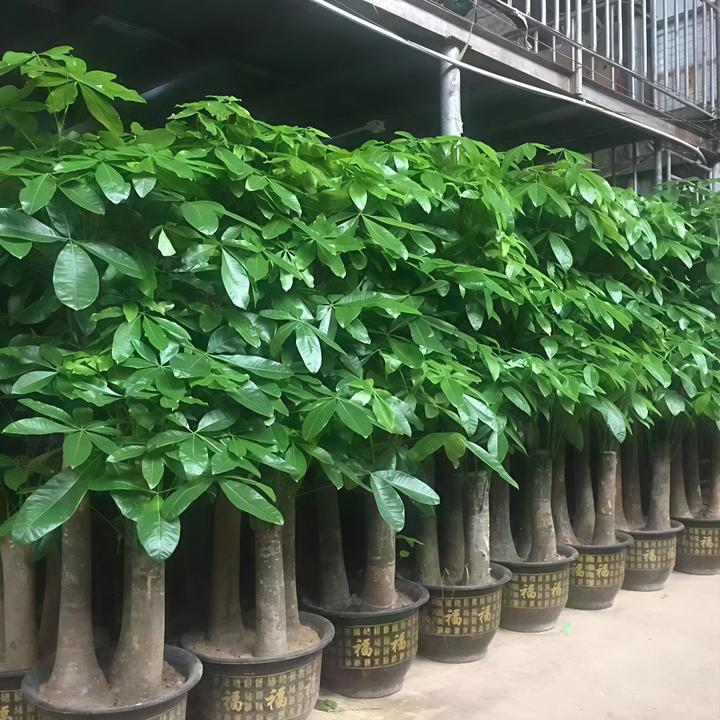 发财树步步高发财树大棵盆栽发财树三杆大盆栽客厅大型绿植发财树