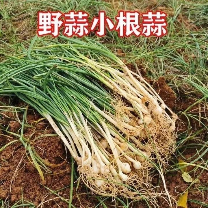 贵州新鲜野葱洋芋折耳根野蒜现挖深山特色生活农村蔬菜薤白