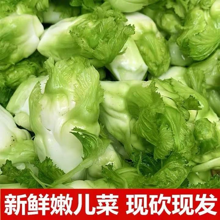 四川儿菜新鲜蔬菜娃娃菜嫩儿仔菜抱农家自种泡菜腌制儿菜批发酸甜