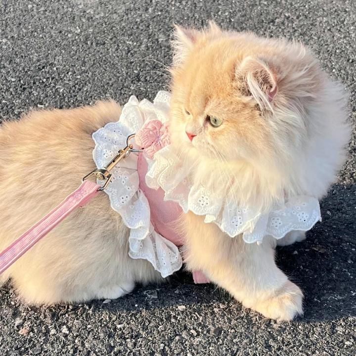 萌宠好物猫咪牵引绳可调节防挣脱胸背带背心式猫绳子小猫幼猫专用
