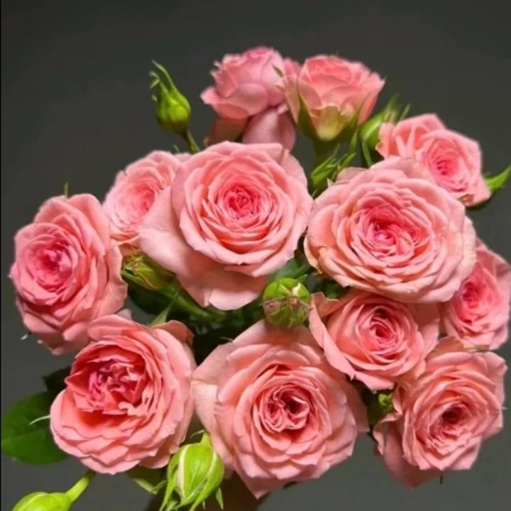 【仙度瑞拉】加仑盆四季开花耐高温盆栽庭院阳台月季（陶瓷盆不可用）