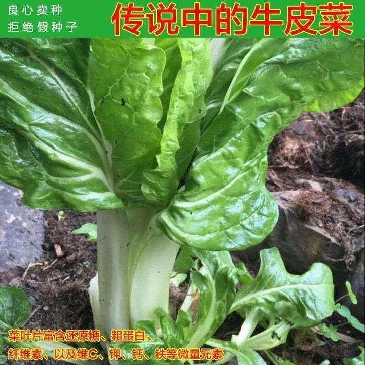 高量牛皮菜种子】厚皮菜甜菜根达菜劈菜四季边吃边劈当季新鲜蔬菜