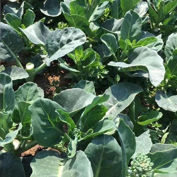 【甜脆芥兰菜】甜芯绿芥蓝芥蓝菜广东芥兰农家四季新鲜蔬菜包邮