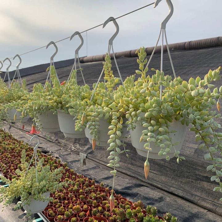 带香味达摩福娘多肉植物萌萌状态好阳台肉肉全店满38包邮涵涵肉多