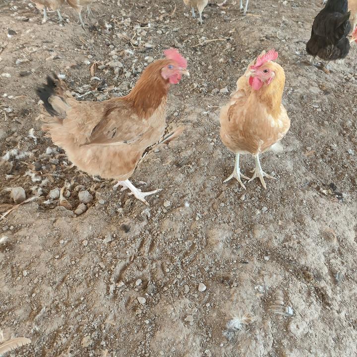 散养土鸡(中型母鸡)