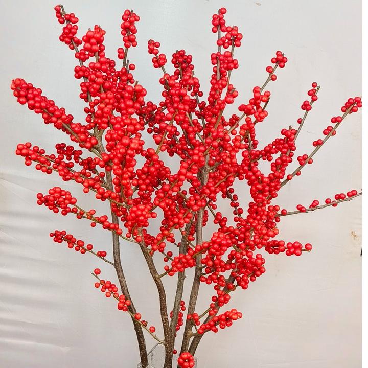 （十三妹专属）A级北美冬青鲜切枝年宵花70CM5枝装 （水插花）