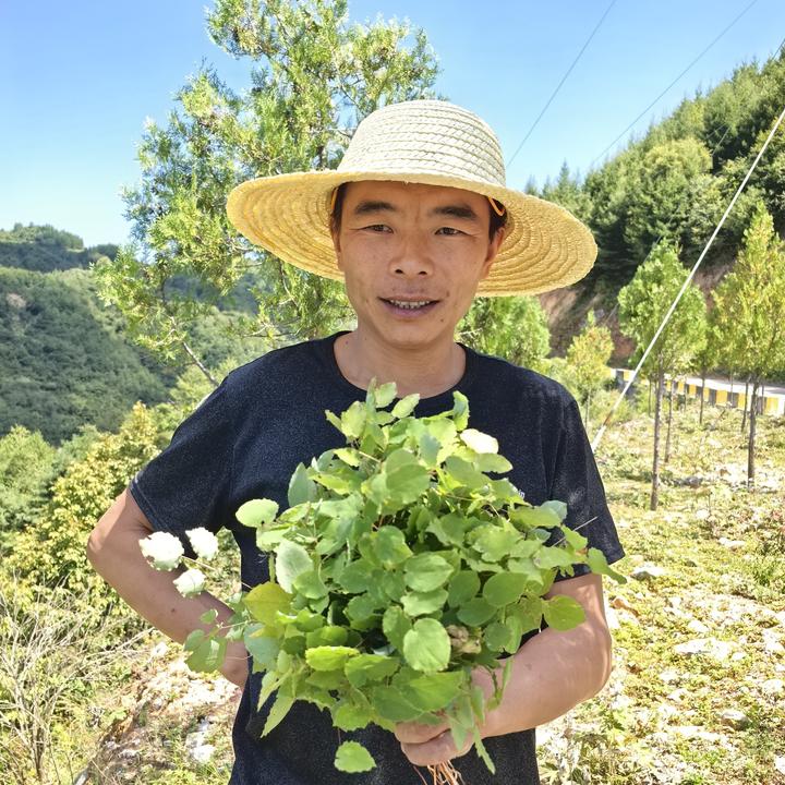 甘肃小圆叶淫羊藿深山高海拔采摘自然晾晒三枝九叶草50克起