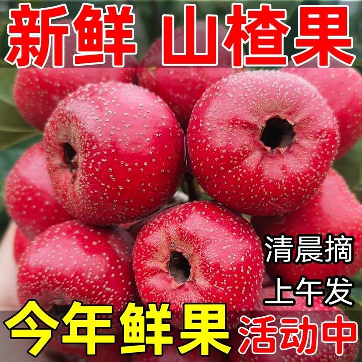 年新鲜山楂果大金星山楂冰糖葫芦专用山楂农家现摘水果批发