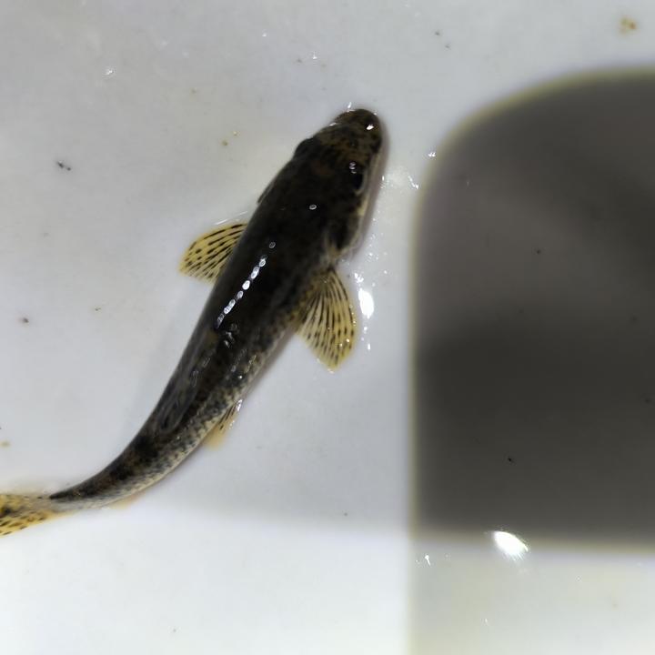 棒花鱼冷水清道夫吃食物残渣残留饲料《运输会褪色，褪色可恢复》