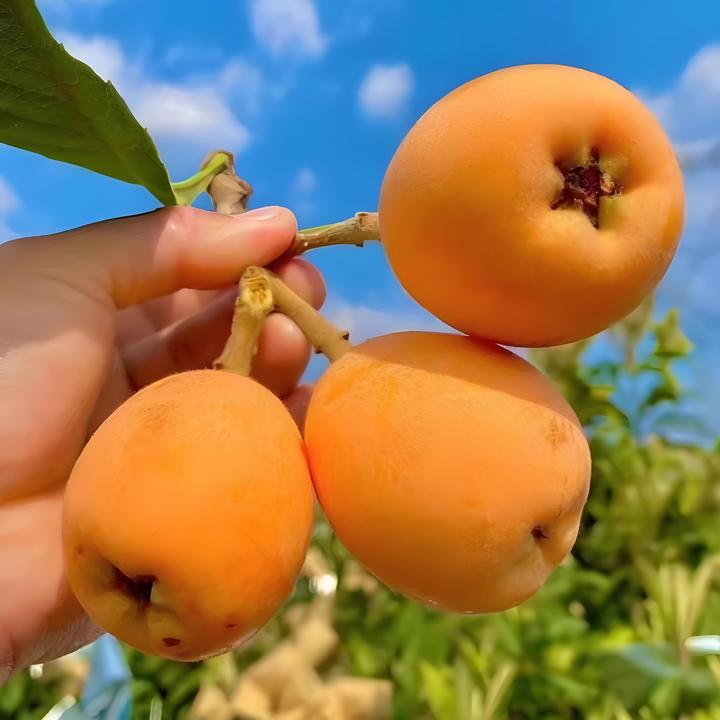 米易枇杷|清甜爆汁雪山润喉|天然枇杷素润燥护嗓/低卡高维C养肺果