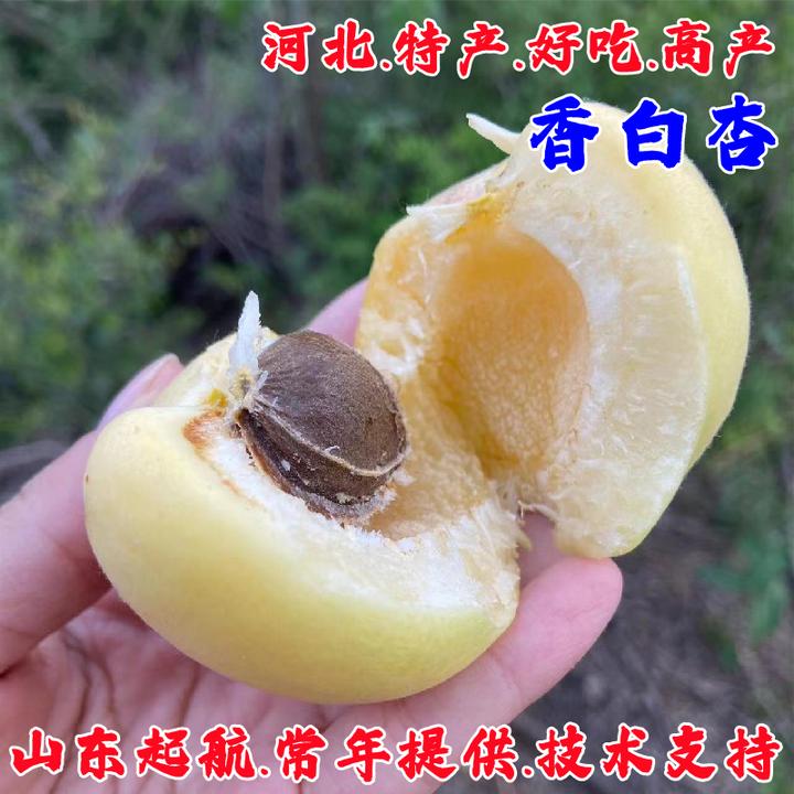 河北香白杏树苗嫁接银白杏果苗特大甜白杏苗盆栽杏子树南北方种植