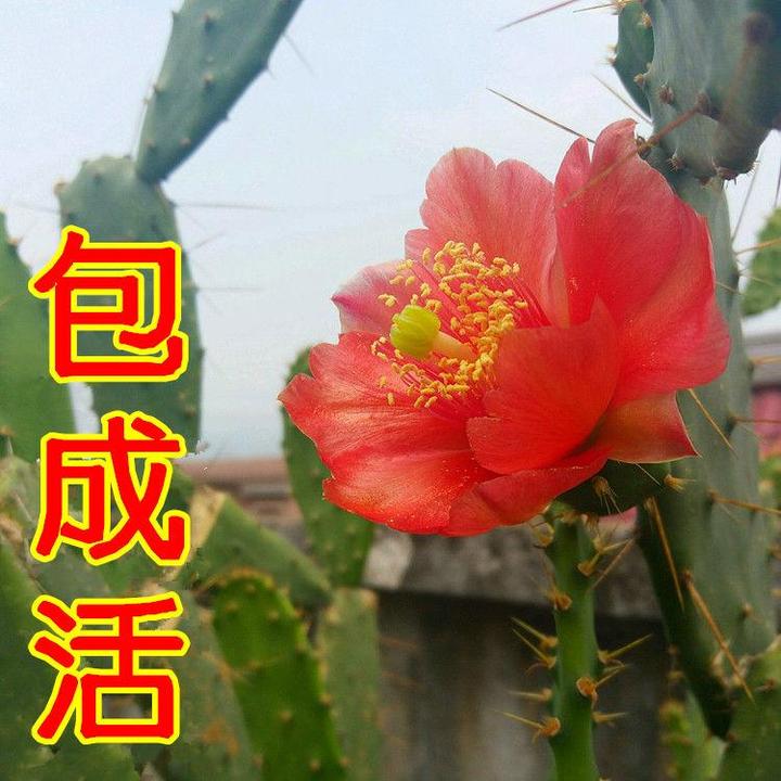 品牌折扣仙人掌盆栽类植物室内含盆仙人球开花盆栽办公室桌面仙人