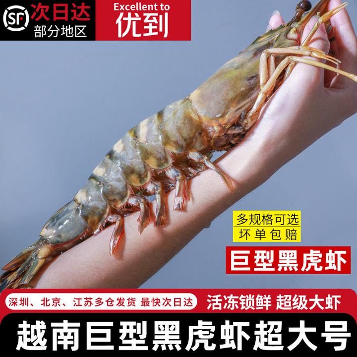 【巨型黑虎虾】越南特大黑虎虾泰国超大黑虎虾鲜活冻新鲜特大黑虎虾