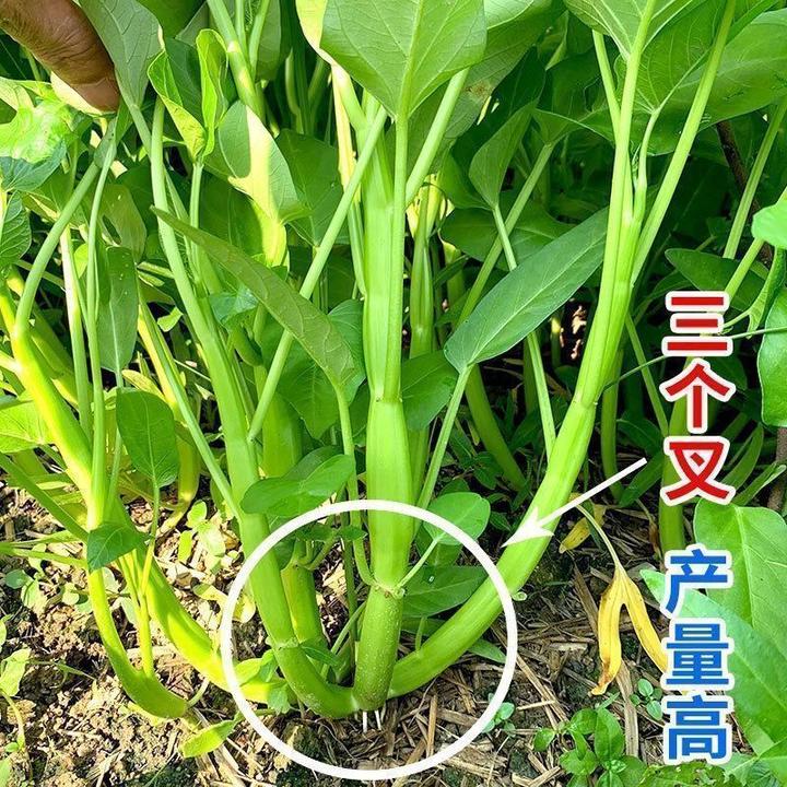 正宗高产三叉空心菜种籽柳叶通心菜种子四季阳台蔬菜秋冬播种育苗