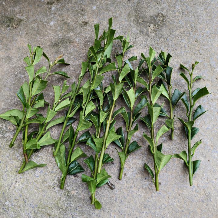 血红葫芦果嫁接枝条，20刀40个芽点