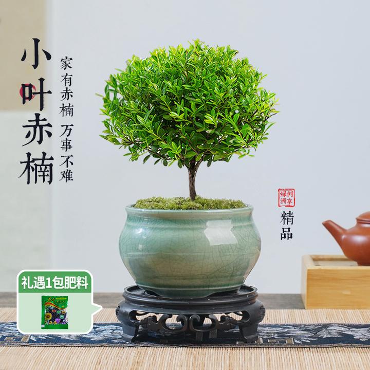 【创享绿洲】小叶赤楠带冰裂盆苔藓种好发货室内客厅观叶绿植花卉