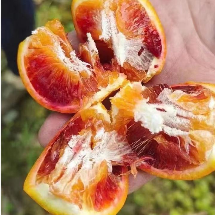 重庆长寿湖塔罗科血橙新鲜应季水果香甜多汁孕妇宝宝橙子净重